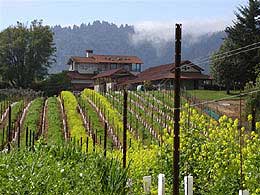 Cinnabar Winery vineyards